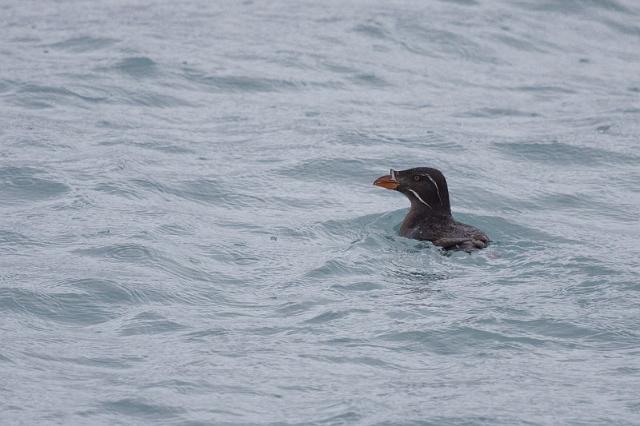 088 Seward, Kenai Fjords NP, Neushoornalk.jpg